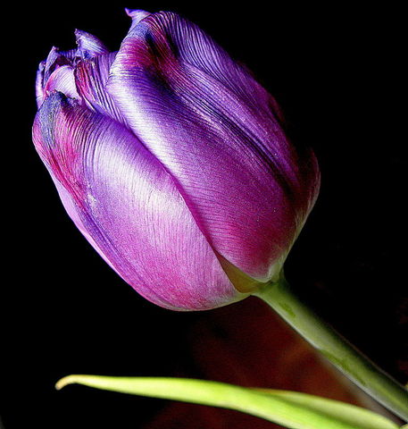Violette-tulpe