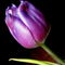 Violette-tulpe