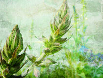 growing lupine by urs-foto-art