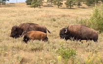 Bison Family by John Bailey