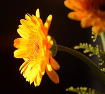 yellow flower by fionn111