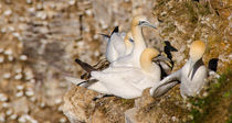 gannets at troup head by fionn111