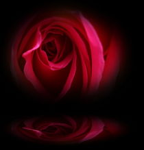 Blütenträume 11 Rose von Walter Zettl