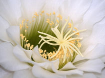 Kaktusblüte,weiß, makro, pistills of white blossom of cactus, macrophotography von Dagmar Laimgruber