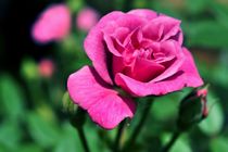Rose pink No. 004 von leddermann