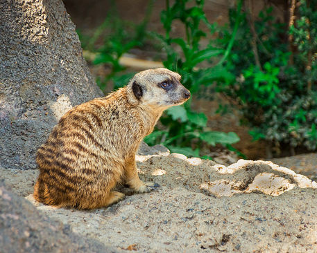 Ray-and-helga-backyard-zoo-downtown-memphis-138-meerkat-nowm