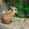 Ray-and-helga-backyard-zoo-downtown-memphis-138-meerkat-nowm