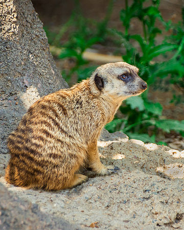 Ray-and-helga-backyard-zoo-downtown-memphis-138-meerkat-nowm-vertical