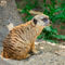 Ray-and-helga-backyard-zoo-downtown-memphis-138-meerkat-nowm-vertical