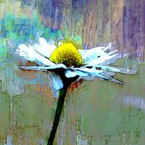single daisy by urs-foto-art