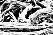 Dry Roots – Balboa Park, San Diego von monkeycrisisonmars