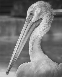 Portrait of a Pelican by Jon Woodhams