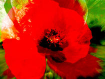 poppy flower by urs-foto-art