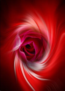 Blütenträume 12 Rose von Walter Zettl
