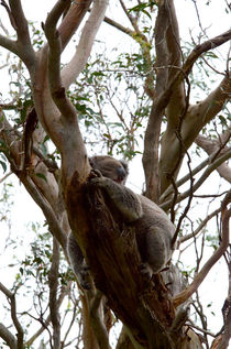 koala in the tree #5 von Tim Leavy