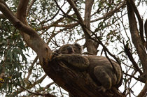 koala asleep in the tree #4 by Tim Leavy