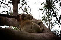 Koala asleep in the tree #3 by Tim Leavy