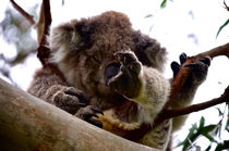 Koala asleep in the tree #2 by Tim Leavy