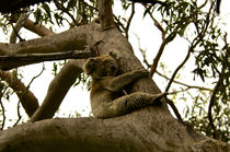 Koala asleep in the tree #1 by Tim Leavy