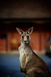 Hello Kangaroo by Tim Leavy