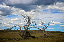 Dead Trees in the Australian Countryside von Tim Leavy
