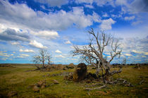 Australian Landscape by Tim Leavy