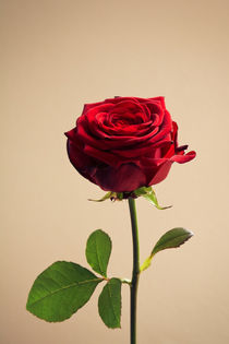 Rose von sylbe
