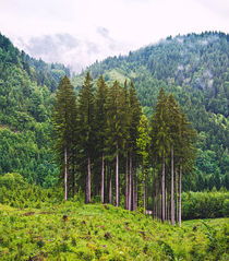 Group of conifer trees in mountain landscape von creativemarc