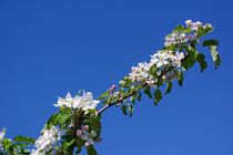 Apfelbaumzweig im Frühling von gscheffbuch