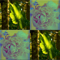 Viererbild "Blatt und Blüte" von lisa-glueck