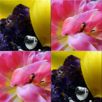 Viererbild "Kristall und Blüten" von lisa-glueck