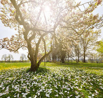 Wonderful magnolia tree in sunshine von creativemarc