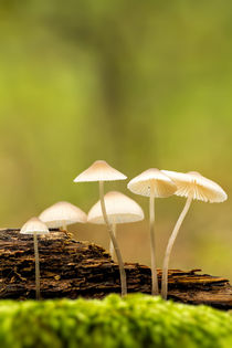 Beautiful forest mushrooms  by Arpad Radoczy
