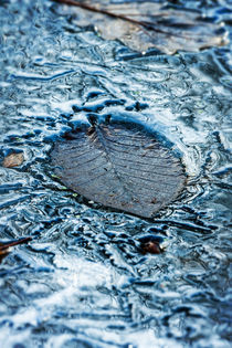 Winter stillife by Arpad Radoczy