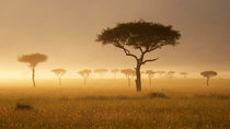 Massai Mara #1 von Antonio Jorge Nunes