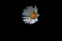 daisy by emanuele molinari
