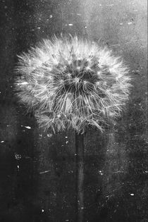 Dandelion in Black and White by Jon Woodhams