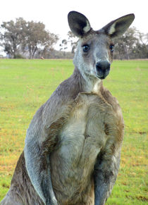 Eastern Gray Kangaroo by Chris Edmunds