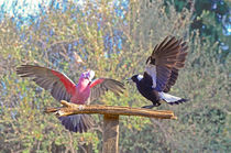 Galah and Magpie argument by Chris Edmunds
