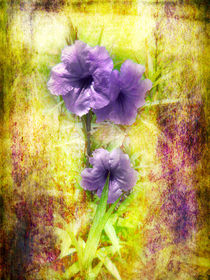 Flowering Mexican Petunias von Judy Hall-Folde