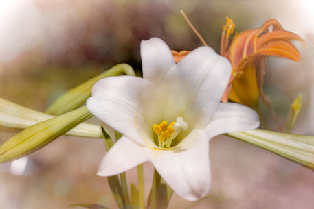 Two-lilies