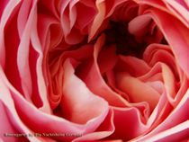 Blütenblätter Rose von Pia Nachtsheim