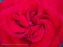 Herz der Rose von Pia Nachtsheim