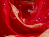  Rose with rain drops by Pia Nachtsheim