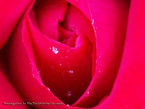 Pink Rose with rain drops von Pia Nachtsheim