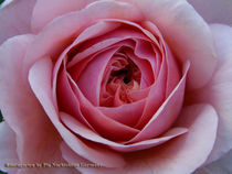 Pink Rose von Pia Nachtsheim