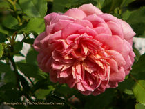 English Rose by Pia Nachtsheim