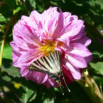 Segelfalter auf Dahlie, butterfly von Sabine Radtke