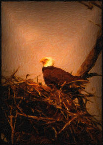 American Bald Eagle by Maggie Vlazny