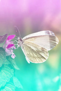 White Butterfly  by Arpad Radoczy